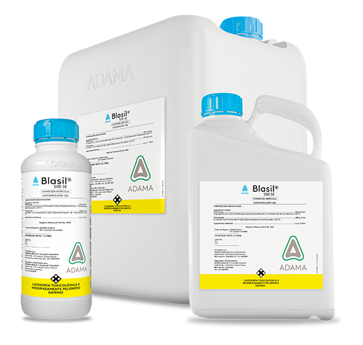 BLASIL bodegon web