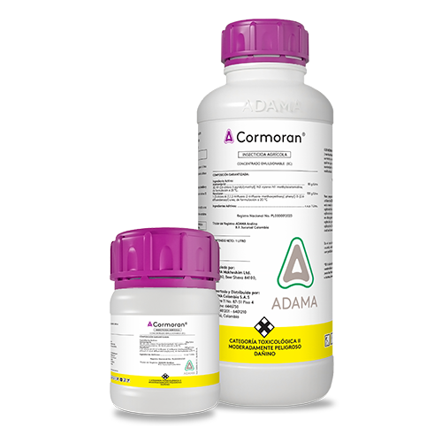 CORMORAN Bodegón web