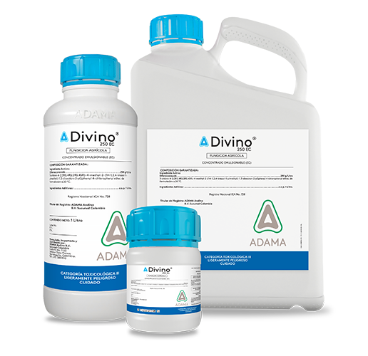 DIVINO bodegon web