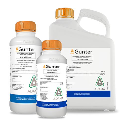 Gunter bodegon web