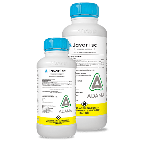 Javari bodegon 500x500 1