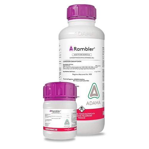 Rambler bodegón web