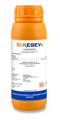 STK REGEV X 500cc web
