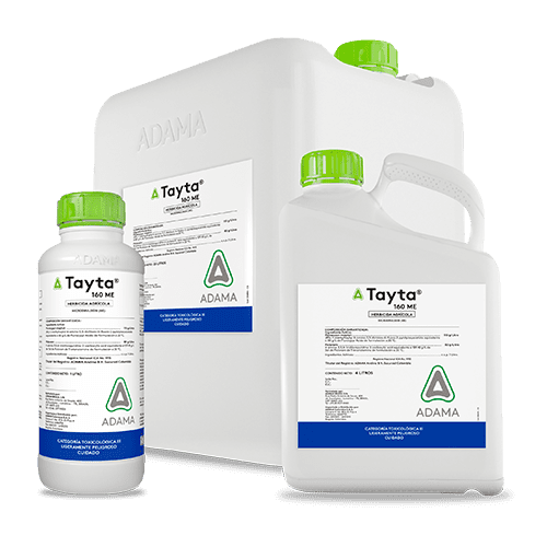 TAYTA bodegon 500x500 1